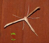 Emmelina monodactyla