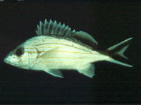 Haemulon melanurum, Cottonwick grunt: fisheries, aquarium