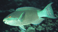 Scarus frenatus, Bridled parrotfish: fisheries, aquarium