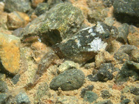 Harpagifer antarcticus, Antarctic spiny plunderfish: