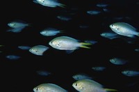 Chromis xanthopterygia, Yellowfin chromis: