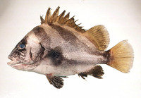 Hapalogenys nigripinnis, Short barbeled grunter: fisheries