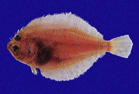 Citharichthys platophrys, Small sandab: fisheries