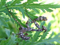 Blepharopsis mendica - Devil's Flower Mantis