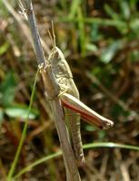 Chrysochraon dispar