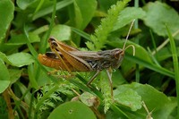 Stenobothrus nigromaculatus