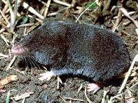 Image of: Blarina brevicauda (northern short-tailed shrew)