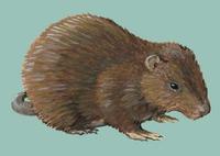 Image of: Geocapromys brownii (Brown's hutia)