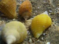 Nucella lapillus - Dog Whelk