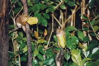 Image of: Microcebus rufus (brown mouse lemur)