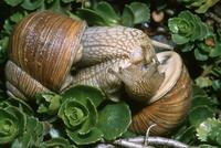 Helix pomatia - Roman Snail