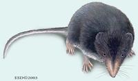 Image of: Sorex alpinus (alpine shrew)