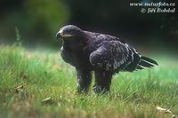 Aquila nipalensis - Steppe Eagle