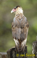 Caracara plancus - Crested Caracara