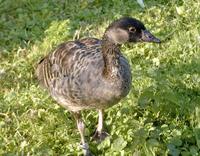 Branta sandvicensis - Nene Goose