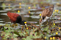 Jacana spinosa - Northern Jacana