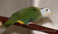 Ptilinopus melanospilus - Black-naped Fruit-Dove