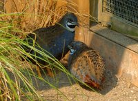 Coturnix chinensis - Blue-breasted Quail