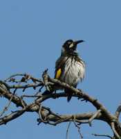 Phylidonyris novaehollandiae - New Holland Honeyeater