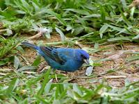 Passerina cyanea - Indigo Bunting