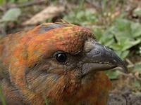 Loxia curvirostra - Red Crossbill