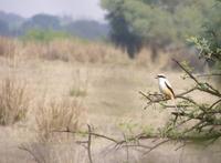 Lanius schach - Long-tailed Shrike