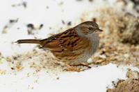 Prunella modularis - Dunnock