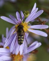 Image of: Syrphidae (flower flies and syrphid flies)