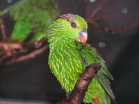 Charmosyna multistriata - Striated Lorikeet