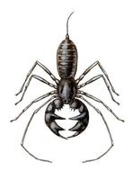 Image of: Mastigoproctus giganteus (giant whipscorpion)