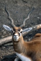 Antilope cervicapra - Blackbuck