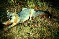 Urocyon cinereoargenteus - Common Gray Fox