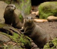 Amblonyx cinereus - Oriental Small-clawed Otter