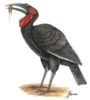 Image of: Bucorvus leadbeateri (southern ground hornbill)