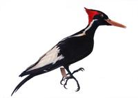 Image of: Campephilus principalis (ivory-billed woodpecker)