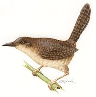 Image of: Ferminia cerverai (Zapata wren)