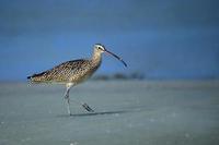 Image of: Numenius americanus (long-billed curlew)