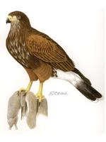 Image of: Parabuteo unicinctus (Harris's hawk)