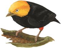 Image of: Pipra erythrocephala (golden-headed manakin)