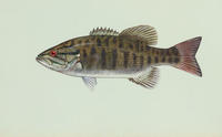 Image of: Micropterus dolomieu (smallmouth bass)