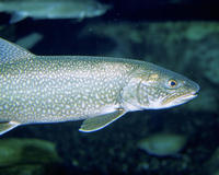 Image of: Salvelinus namaycush (lake trout)