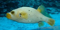 Arothron nigropunctatus - Black Spotted Blow Fish