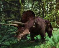 Triceratops