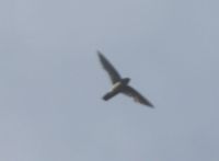 Volcano Swiftlet - Collocalia vulcanorum