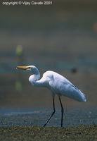 Intermediate Egret - Mesophoyx intermedia