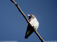 Ivory-backed Woodswallow - Artamus monachus