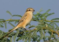 Rufous-tailed - Lanius isabellinus