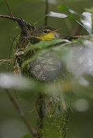 Spectacled Greenbul (Phyllastrephus zosterops) photo