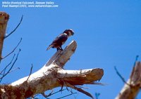White-fronted Falconet - Microhierax latifrons