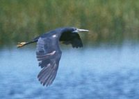 Western Reef-Heron (Egretta gularis) photo